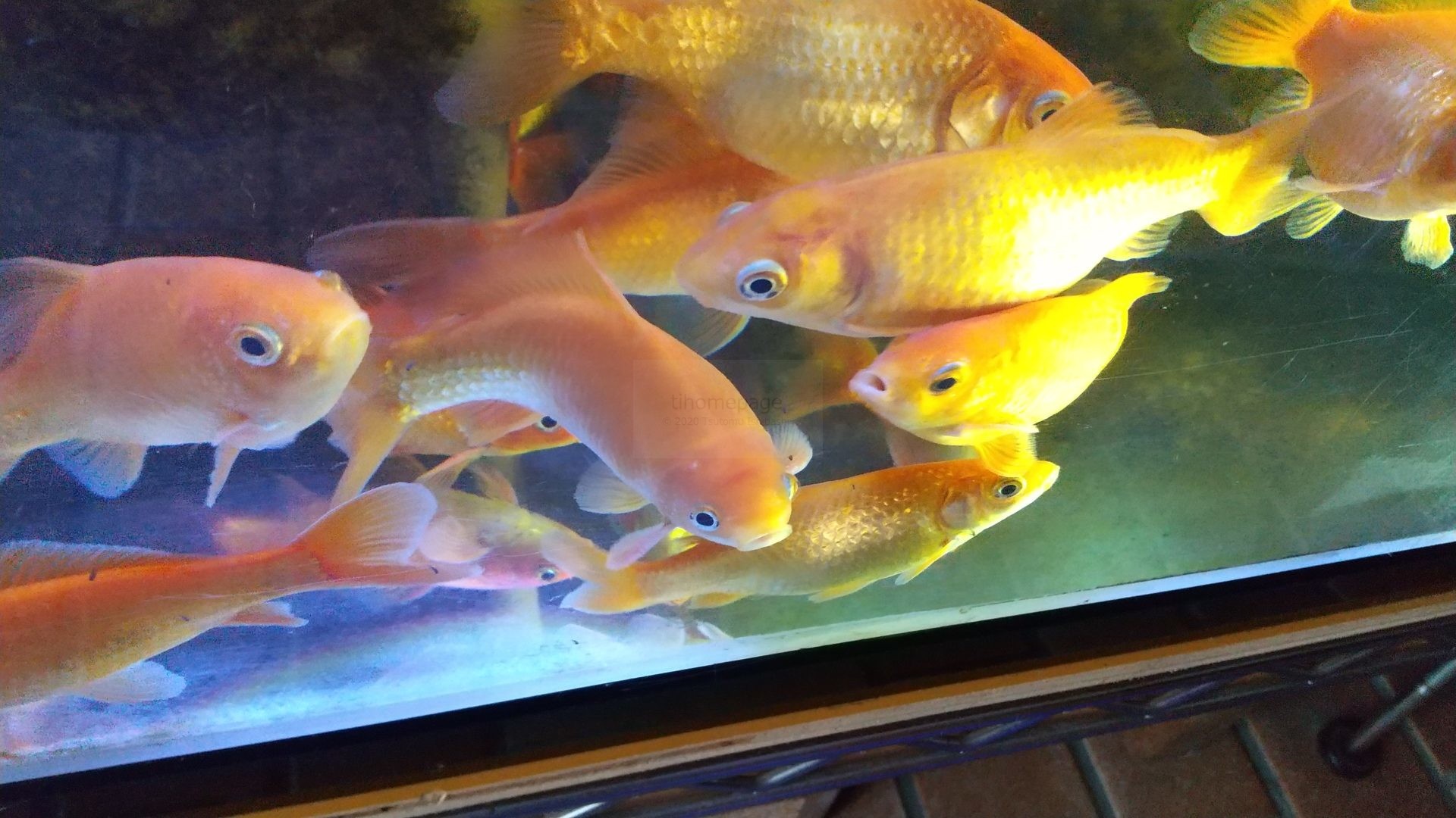 金魚とアカヒレ<p></p>About goldfish and<br> white cloud mountain minnow. 